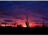 Mesa AZ Desert Sunset