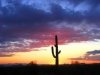 Phoenix Arizona Desert